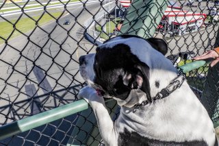 Huxley the dog, SRO America Sonoma Raceway, Sonoma, CA, March 2021.                              | SRO Motorsports Group