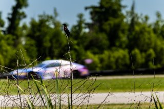 #38 BMW M4 GT3 of Samantha Tan and John Edwards, April 2023., GT World Challenge America, LA, NOLA Motorsports Park, New Orleans, Pro-Am, SRO America, ST Racing
 | Fabian Lagunas / SRO