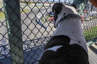 Huxley the dog, SRO America Sonoma Raceway, Sonoma, CA, March 2021.                              | Brian Cleary/SRO